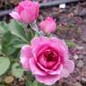 Like No Other rose photo