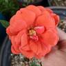 Smoky rose photo