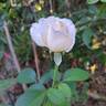 Eve de Rothschild rose photo