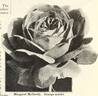 Margaret McGredy rose photo