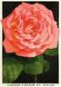 Charles P. Kilham rose photo