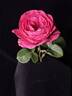 Femme Fatale rose photo