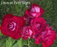 Love at First Sight rose photo