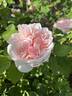 Lilac Rose rose photo