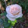 Eve de Rothschild rose photo