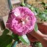 Blue River rose photo