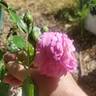 Blue River rose photo