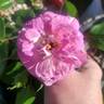 Blue River rose photo