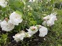 Plantier rose photo