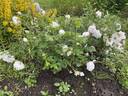 Plantier rose photo