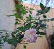 Little Rambler rose photo