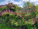 Perennial Blue rose photo