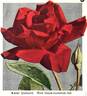 Ami Quinard rose photo