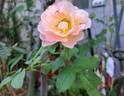 Marie Curie ® rose photo