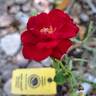 Ruby Ruby ™ rose photo