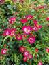 Fairy Klein duimpje rose photo