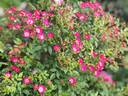 Fairy Klein duimpje rose photo