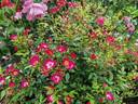 Fairy Klein duimpje rose photo