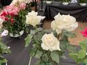 Racy Lady rose photo
