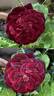 Louis XIV rose photo