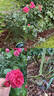 Leonardo da Vinci rose photo