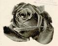 Crimson Glory rose photo
