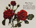 Baby Château rose photo