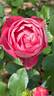 Acropolis ® rose photo