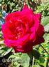 Gräfin Diana rose photo