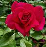 Mother's Value rose photo