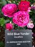 Wild Blue Yonder ™ rose photo
