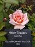 Helen Traubel rose photo