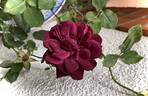 Louis XIV rose photo