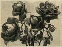 Étoile de France rose photo