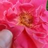 Perfume Delight rose photo