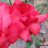 Dolly Parton rose photo