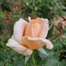 Abbaye de Cluny rose photo