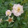 Music Box rose photo