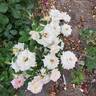 Music Box rose photo