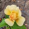 Amber Queen ® rose photo