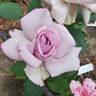 Moonlight Magic rose photo