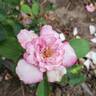 Moonlight Magic rose photo