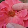 Dee-Lish rose photo
