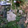 Aspirin ® Rose rose photo