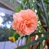 Eisvogel rose photo
