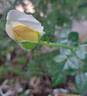 Elvis ® rose photo