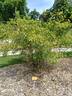 <I>R. abietina</I> rose photo