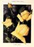Golden Emblem rose photo