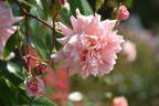 Mel's Heritage rose photo