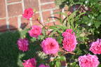 Ivor's Rose rose photo